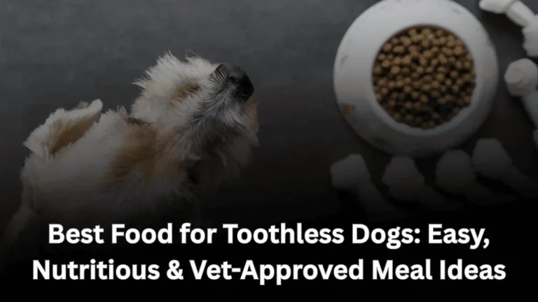 Best Food for Toothless Dogs Featured Image