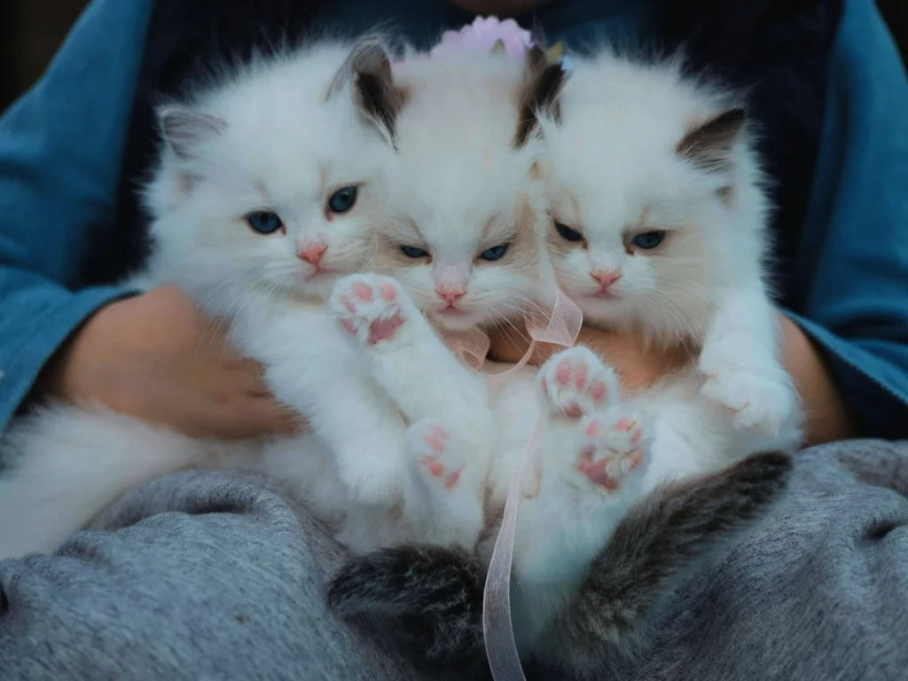 Little Cute Cats 