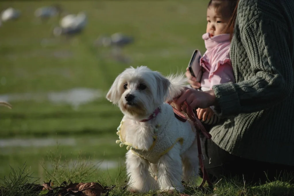 Dogs with little baby and mom