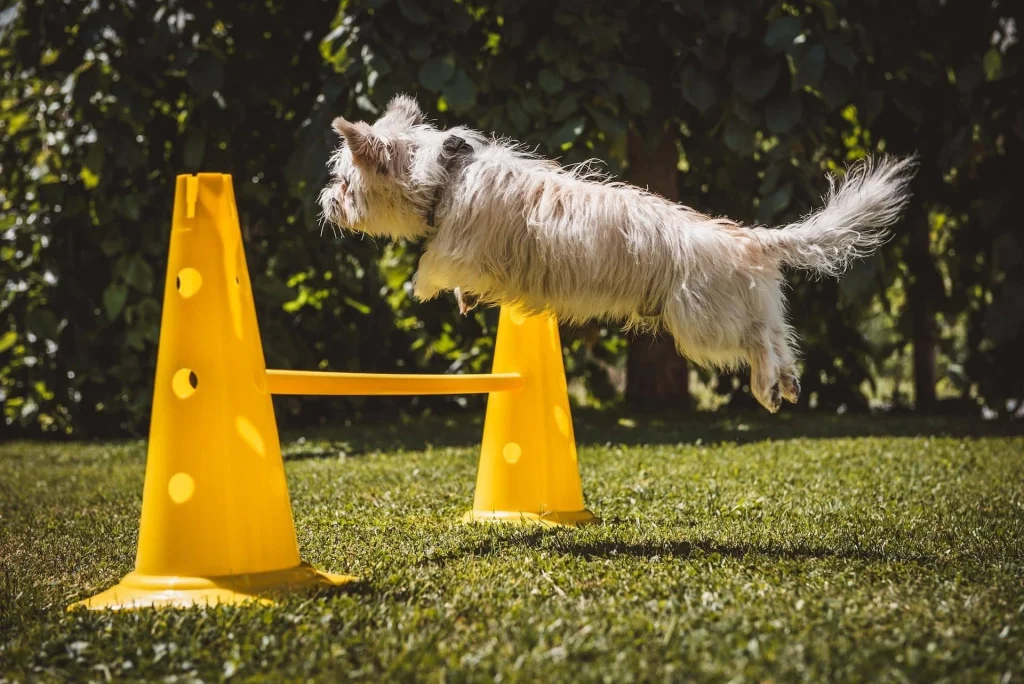 Dog Jump over Hustle