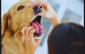 Vet examining dog’s mouth