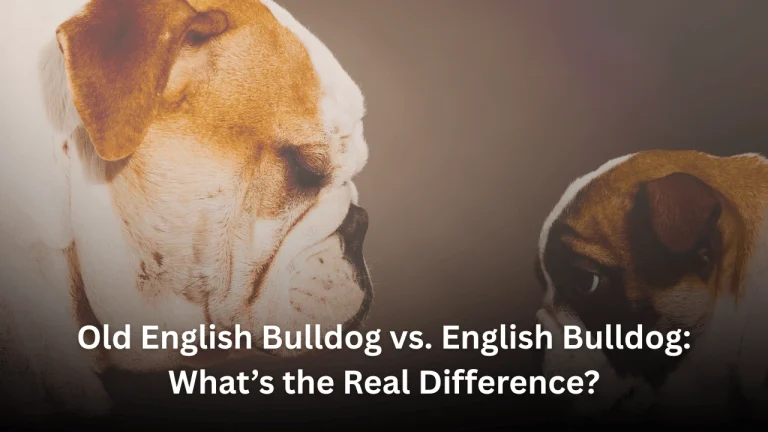 Old English Bulldog vs. English Bulldog: What’s the Real Difference? Featured Image