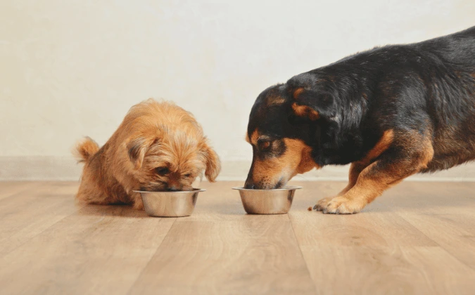 Puppy and adult dog eating different food types