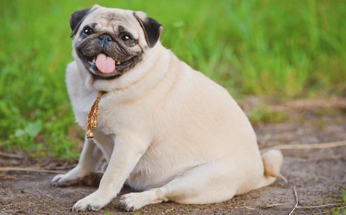 Adult dog overweight from eating puppy food