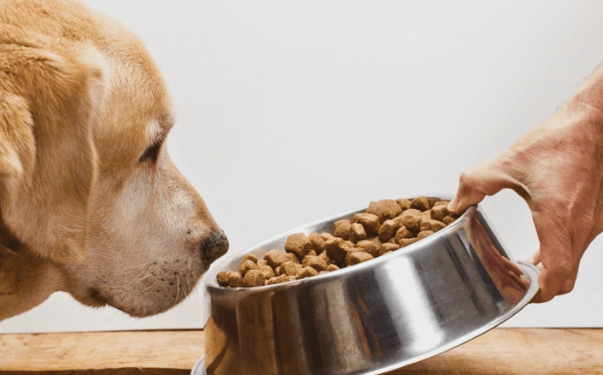 Adult dog with dog food 