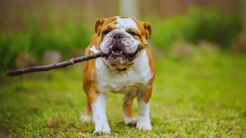 Old English Bulldog playing fetch