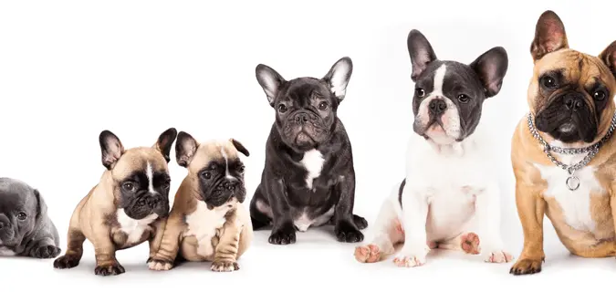 Vintage illustration of early Bulldogs