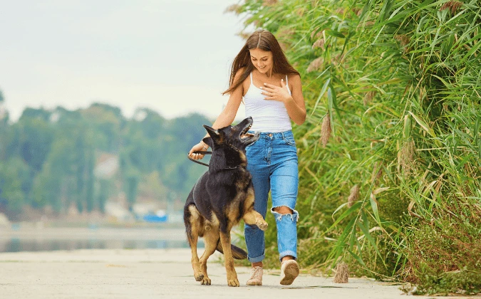 First-time dog owner training German Shepherd