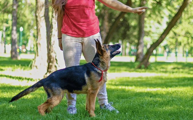  German Shepherd outdoors