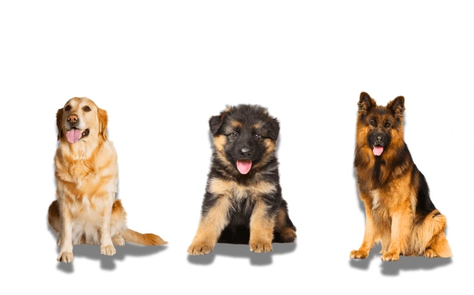 Comparing German Shepherd with beginner-friendly dog breeds